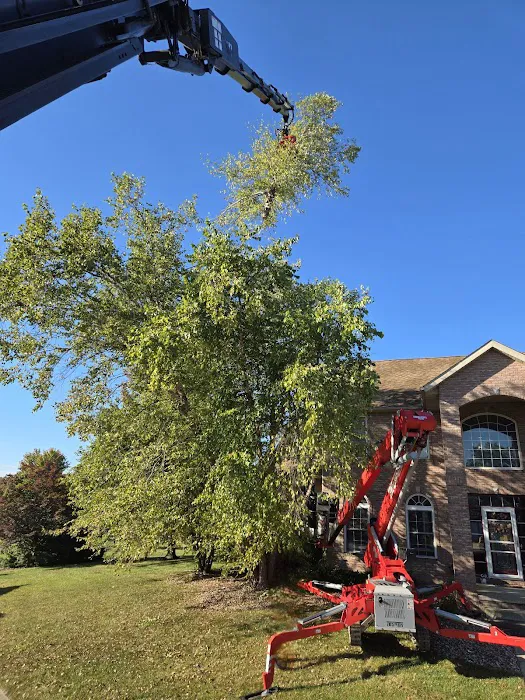 Aim To Tame Tree Service Picture 2
