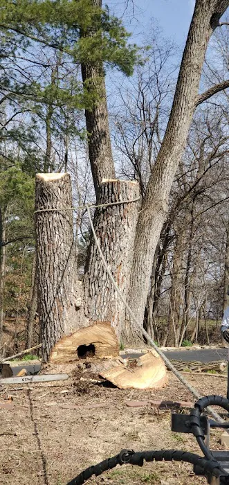 Aim To Tame Tree Service Picture 8