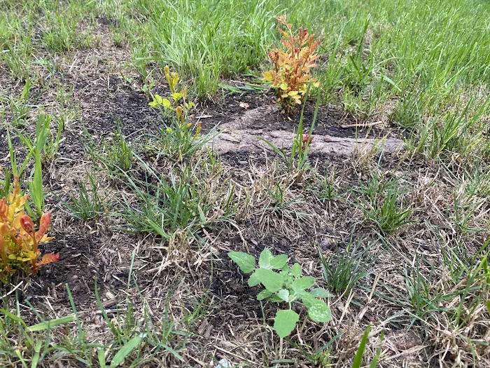 All Seasons Lawnscape & Tree Removal Picture 10