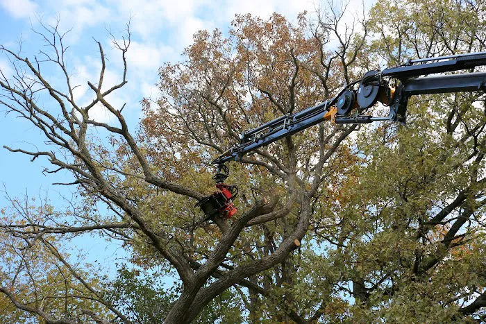 Raney Tree Care Picture 4