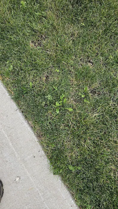 Naturescape Lawn and Landscape Care Picture 3