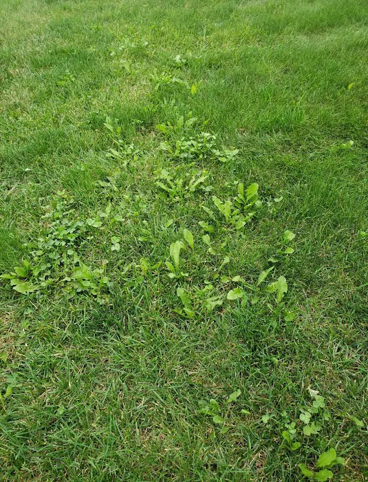 Naturescape Lawn and Landscape Care Picture 8