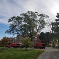 Crawford Tree & Landscape Services, Inc. ico