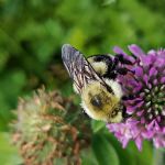 David J. Frank Landscape Contracting