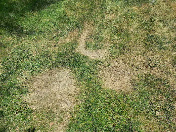 Deater Brothers Lawn & Tree Care, LLP Picture 7