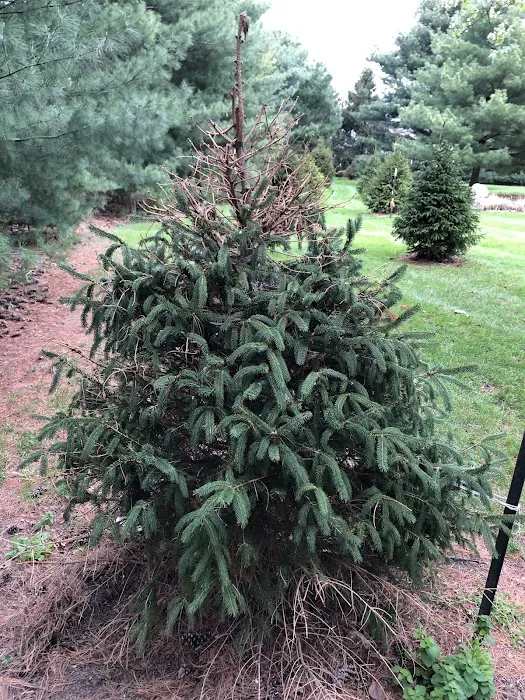 Deater Brothers Lawn & Tree Care, LLP Picture 3