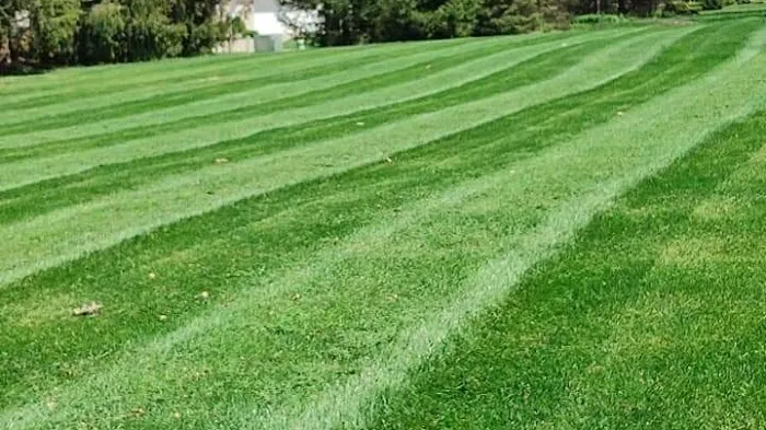 Quality Lawn Care Picture 3