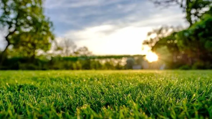 Quality Lawn Care Picture 9