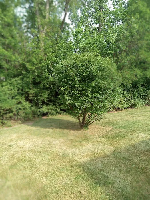 Southward & Sons Landscaping Picture 4