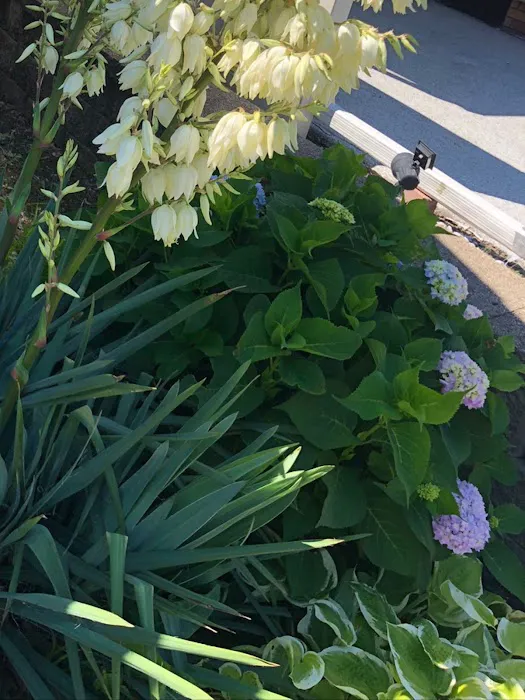 Beal Landscaping Picture 1