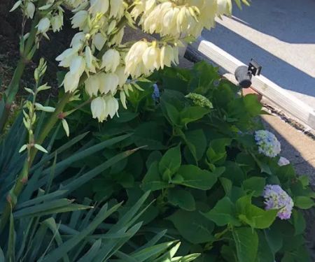 Beal Landscaping