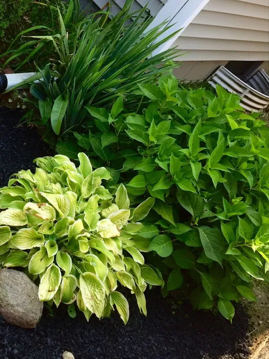 Beal Landscaping Picture 4