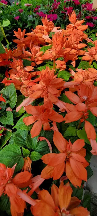 Sheridan Nursery Picture 7