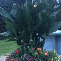 Blankenship’s Greenhouse, Landscaping & Lawncare ico