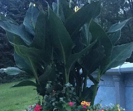 Blankenship’s Greenhouse, Landscaping & Lawncare