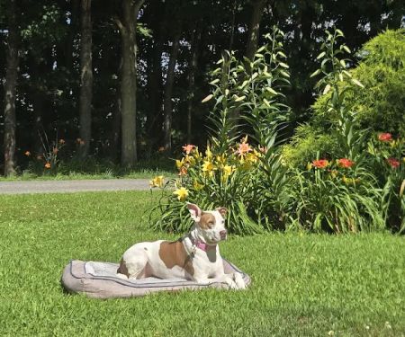 First Impressions Landscaping