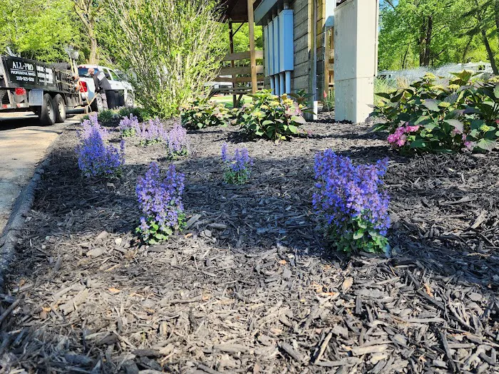 All Pro Lawn & Landscape Picture 4