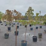 Hulen's Landscaping Inc