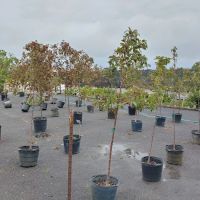 Hulen's Landscaping Inc ico