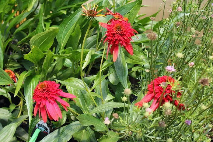 Blue River Nursery Picture 6