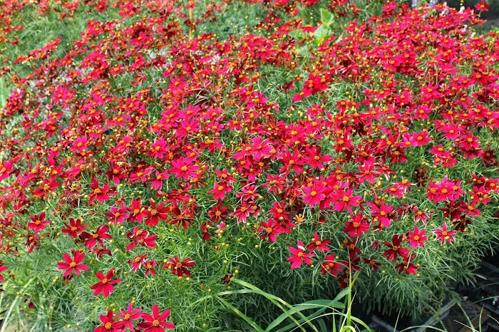 Blue River Nursery Picture 9
