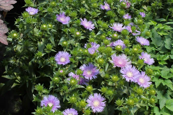 Blue River Nursery Picture 8