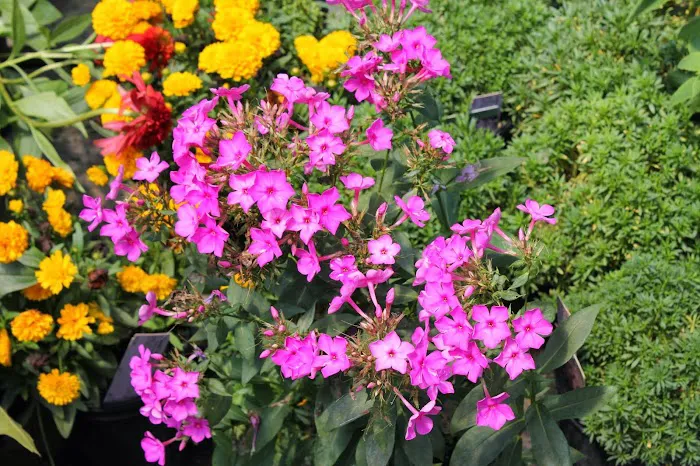 Blue River Nursery Picture 7