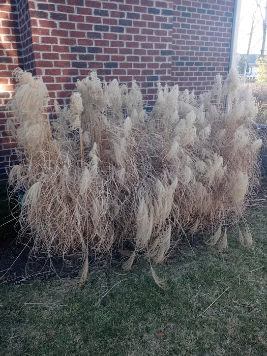 Andys lawns Picture 5