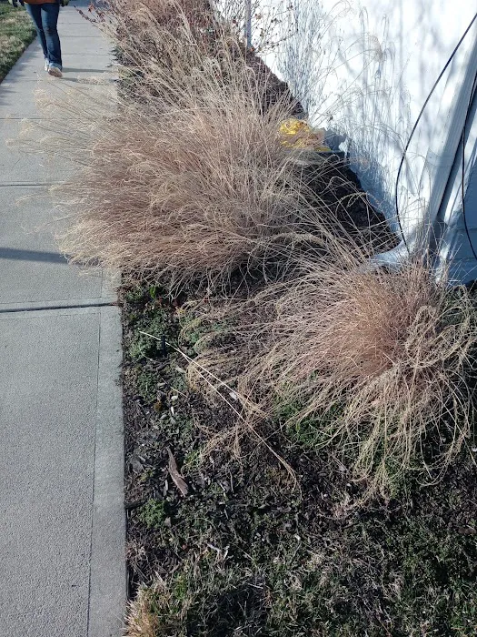 Andys lawns Picture 3