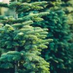 Huber Landscaping Service