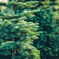 Huber Landscaping Service ico