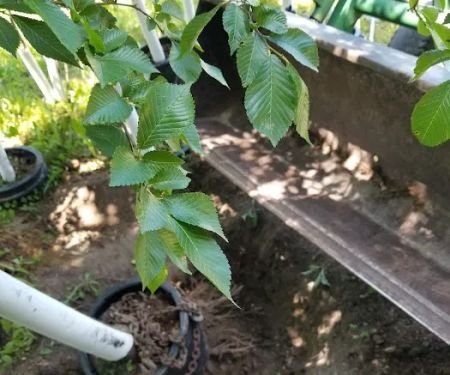 Andresen Landscaping & Garden Center