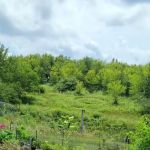 Green Haven Gardens