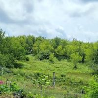 Green Haven Gardens ico