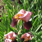 Complete Lawn & Garden Service