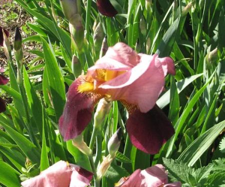 Complete Lawn & Garden Service
