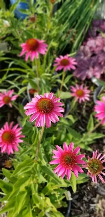 Felderman Lawn & Garden Picture 6