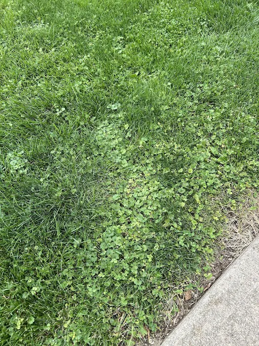 Pure Green Lawn Services Picture 6