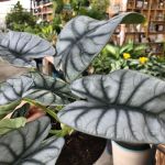 The Green Thumbers