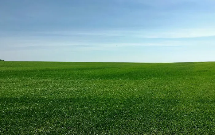 Ideal Turf, Inc. Picture 2