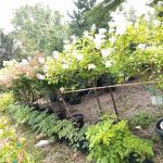 Landscape Designs Nursery