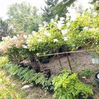 Landscape Designs Nursery ico