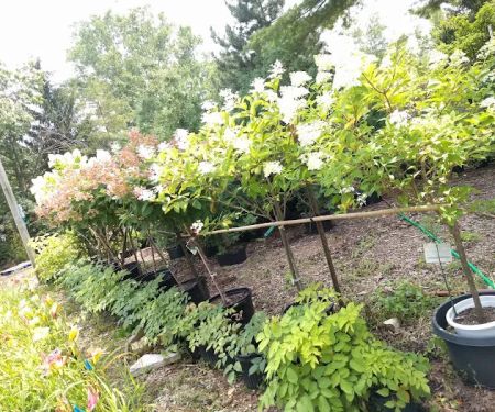 Landscape Designs Nursery