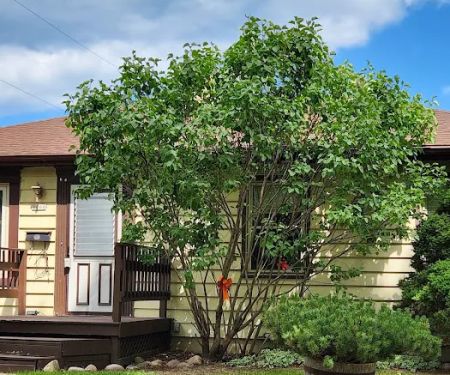 Lewis Affordable Landscaping LLC