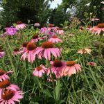 Dan Larsen Landscaping, Inc.
