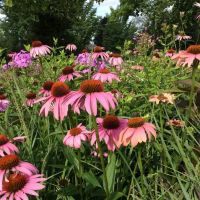 Dan Larsen Landscaping, Inc. ico