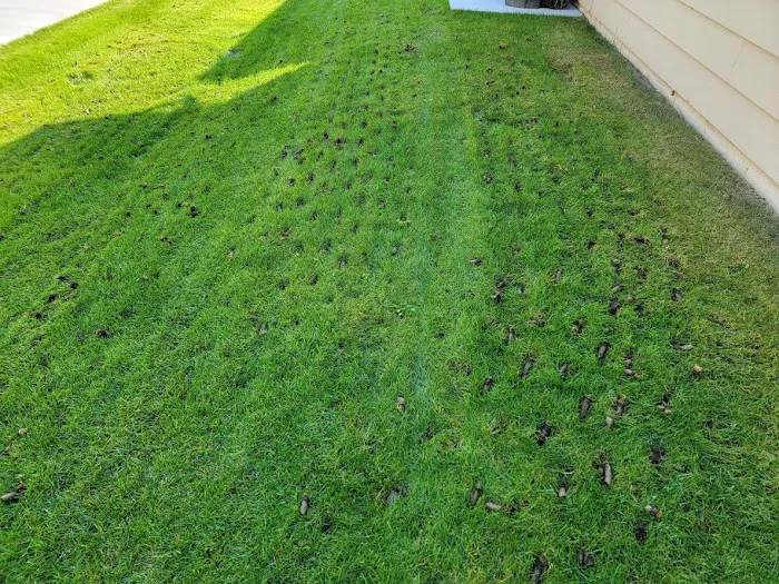 Husty Lawns & Services LLC Picture 1