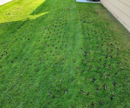 Husty Lawns & Services LLC