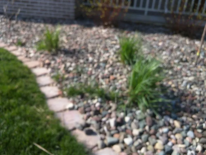 K & B Tree & Lawn Care Picture 5