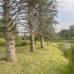 Trophy Fish pond care and mowing
